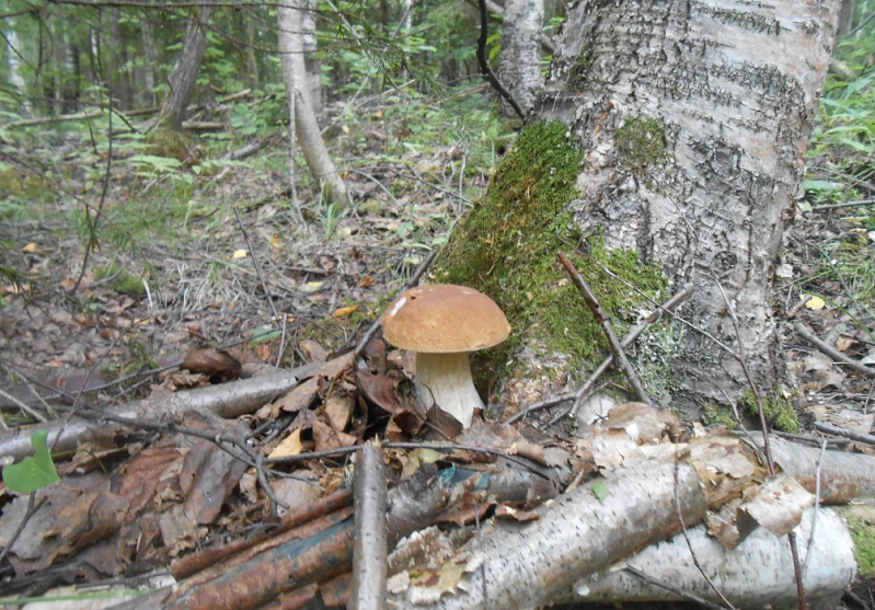 Грибы в Киржаче
