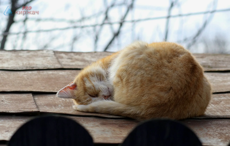 Кот который живёт на крыше