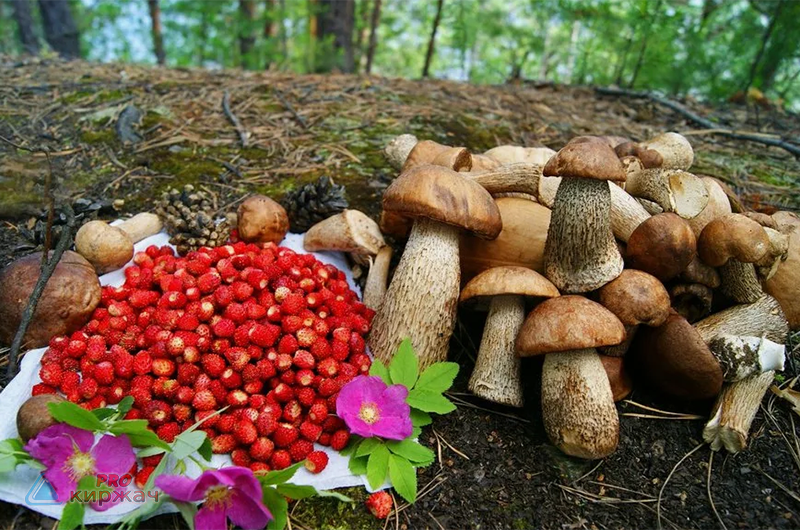 Природа Киржач