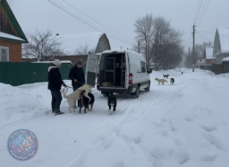 Киржач - Уже через несколько часов после случившегося администрация Киржачского округа отреагировала молниеносно. Специализированная компания уже в ближайшие дни приступит к отлову безнадзорных собак на улицах Красного Октября.